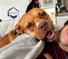 Enlarge Bolt, a Adoptable American Staffordshire Terrier in Palm Harbor, FL image 4/6