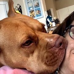 Enlarge Bolt, a Adoptable American Staffordshire Terrier in Palm Harbor, FL image 6/6