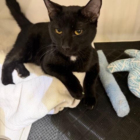 KAI, an adopted Domestic Short Hair in Lake Ozark, MO image 3/3