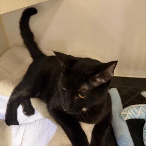 KAI, an adopted Domestic Short Hair in Lake Ozark, MO image 2/3