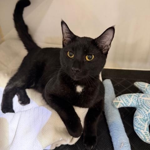 KAI, an adopted Domestic Short Hair in Lake Ozark, MO image 1/3