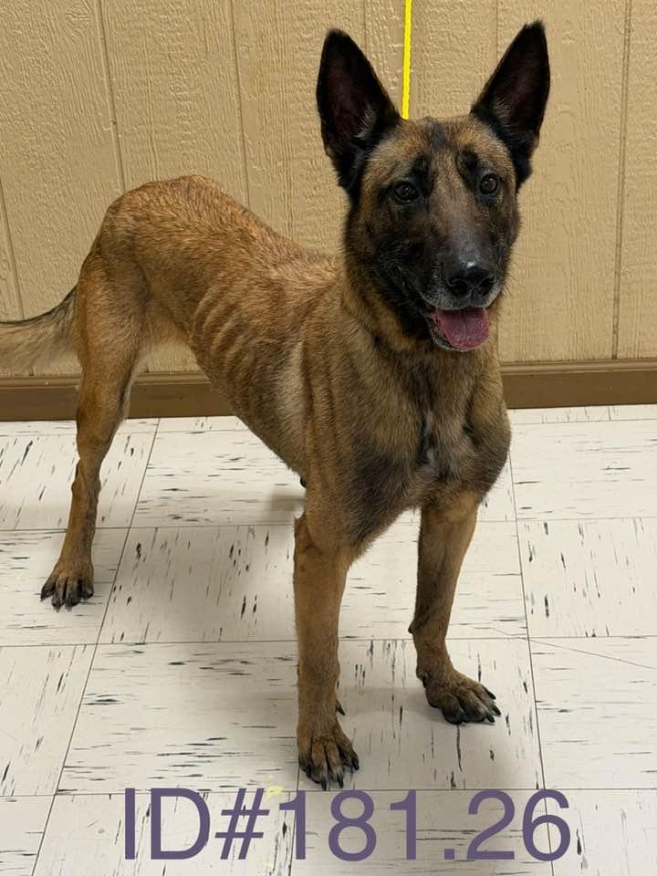 Enlarge #181.26, a ADOPTABLE Belgian Shepherd / Malinois in Kerrville, TX image 1/1