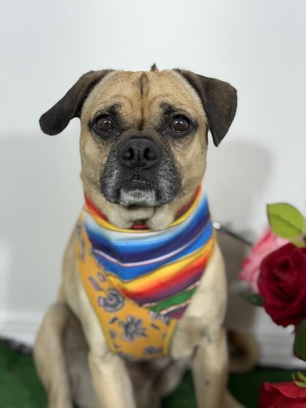 Enlarge Pepe pug-One of our Amazing Rescue Dogs, a Adoptable mixed breed in Phoenix, AZ image 1/1