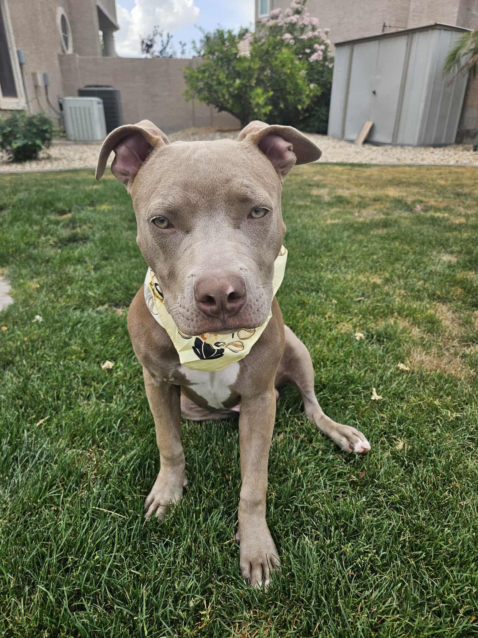 Creed, Adopted, Puppy Male Pit Bull Terrier.
