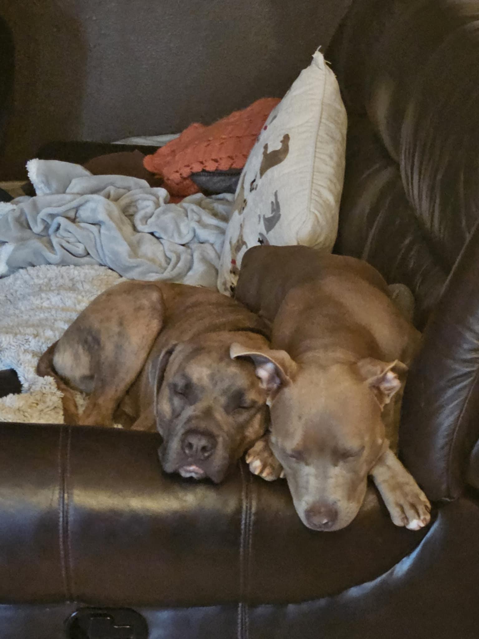 Enlarge Creed, a Adopted Pit Bull Terrier in Phoenix, AZ image 2/3