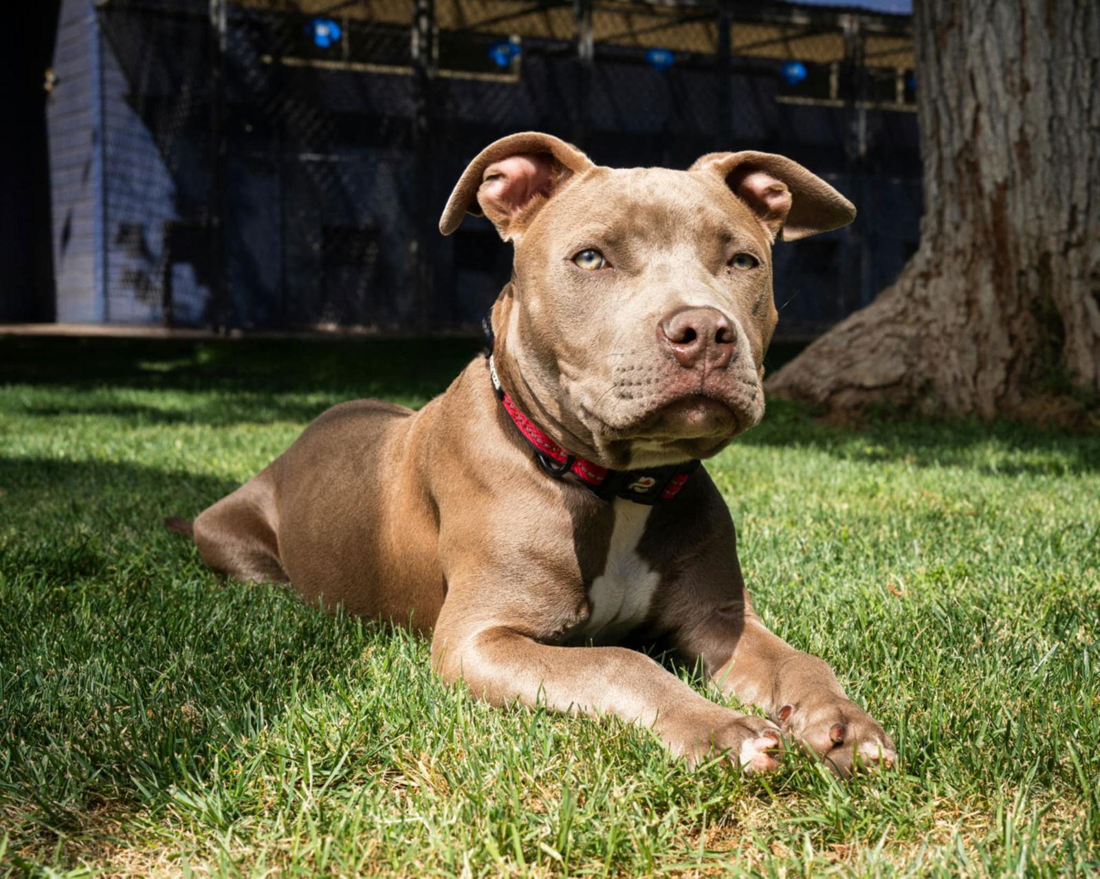Enlarge Creed, a Adopted Pit Bull Terrier in Phoenix, AZ image 3/3