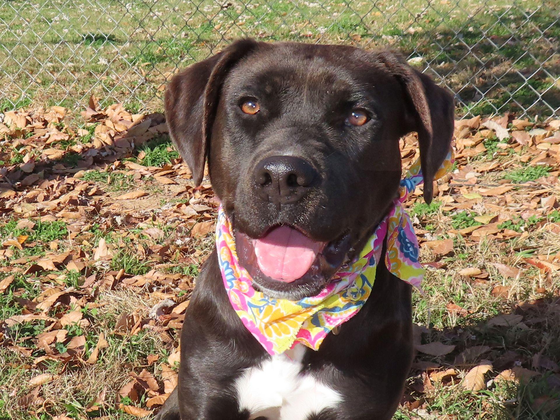 Hallie 25C-065A, a Adoptable mixed breed in Rogers, AR image 1/5