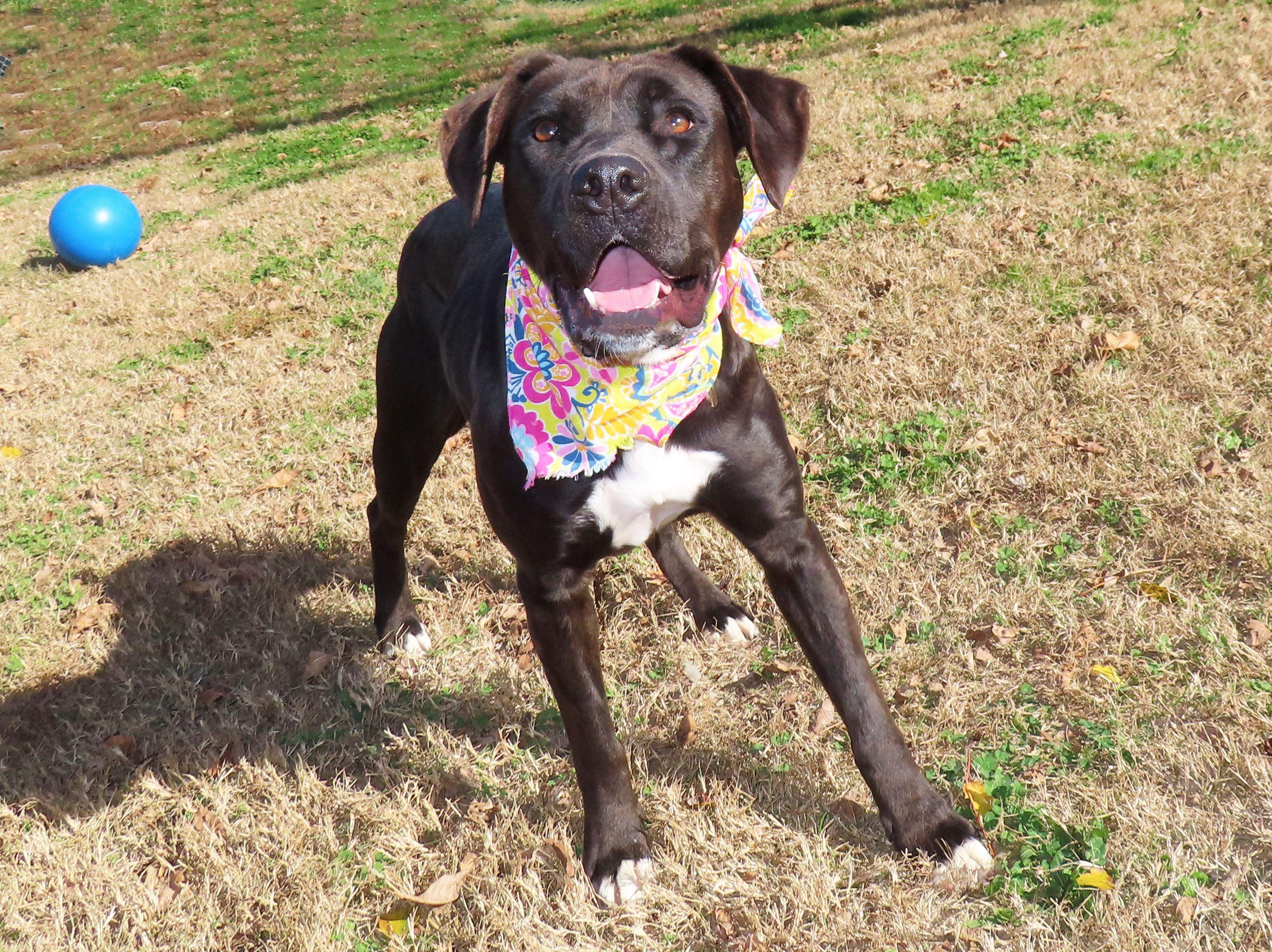 Hallie 25C-065A, a Adoptable mixed breed in Rogers, AR image 5/5