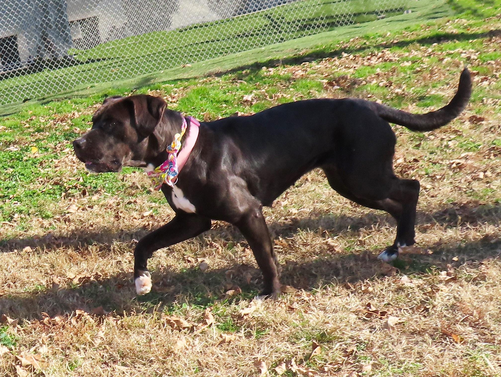 Hallie 25C-065A, a Adoptable mixed breed in Rogers, AR image 4/5