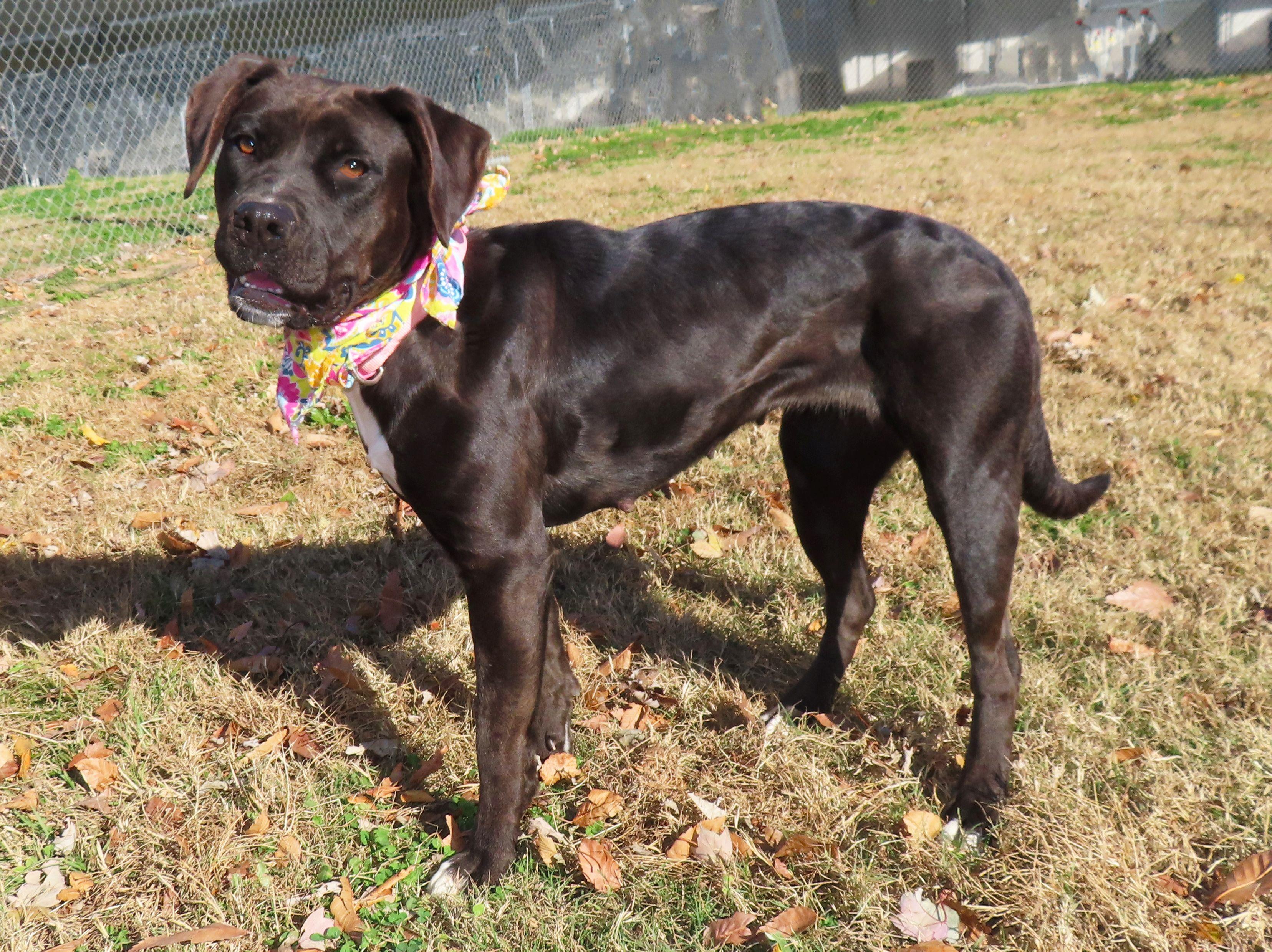 Hallie 25C-065A, a Adoptable mixed breed in Rogers, AR image 3/5