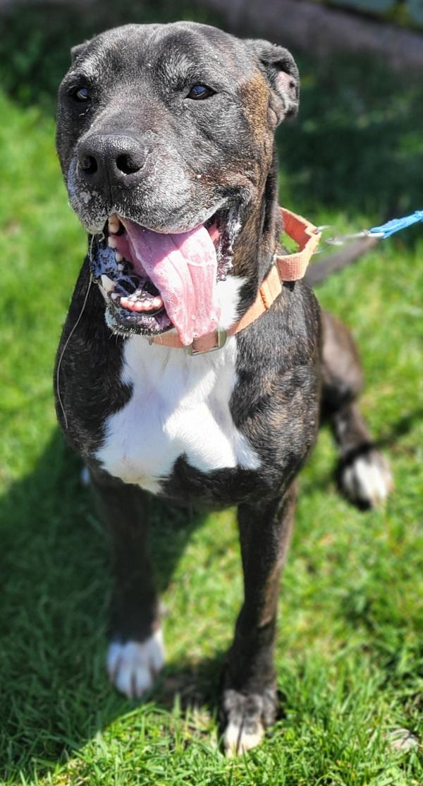 Enlarge Xylo, a Adoptable mixed breed in Atlantic City, NJ image 2/5