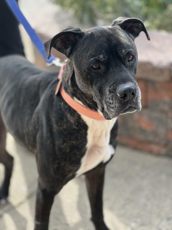 Enlarge Xylo, a Adoptable mixed breed in Atlantic City, NJ image 3/5