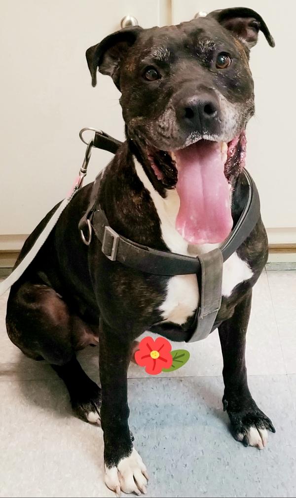 Enlarge Xylo, a Adoptable mixed breed in Atlantic City, NJ image 4/5