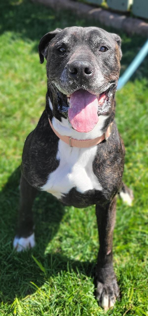 Enlarge Xylo, a Adoptable mixed breed in Atlantic City, NJ image 5/5