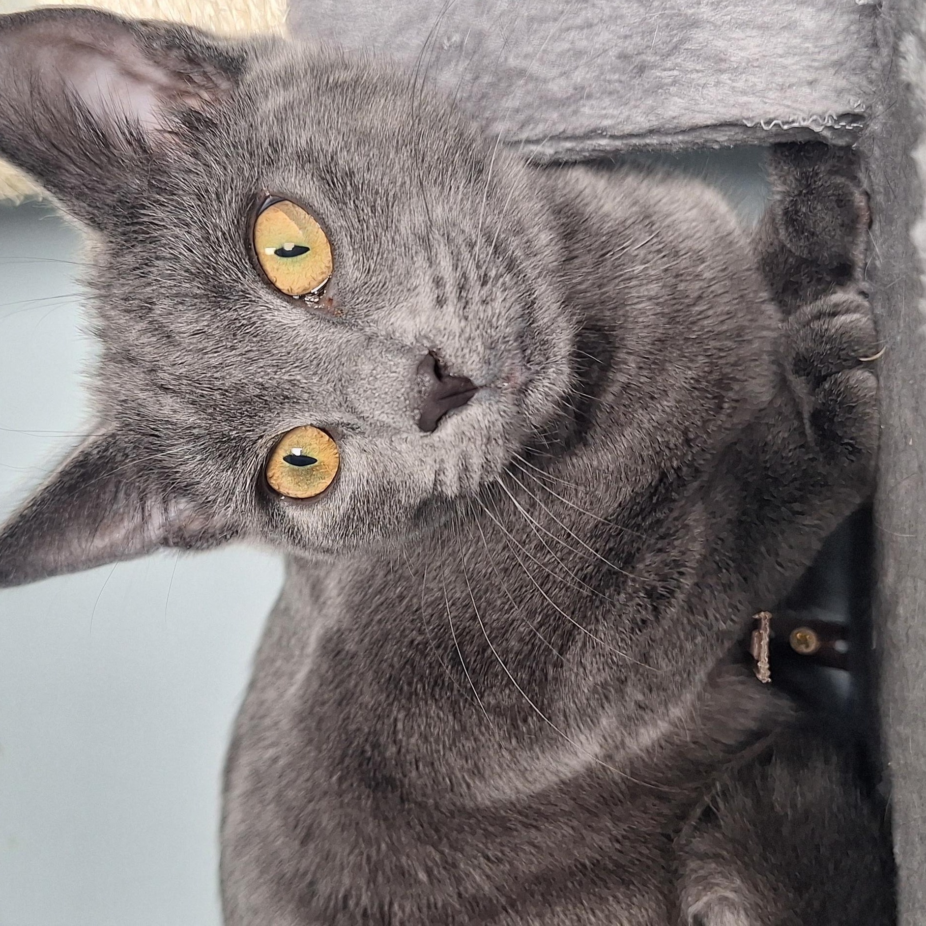 Eva, Adoptable, Kitten Female Domestic Short Hair.