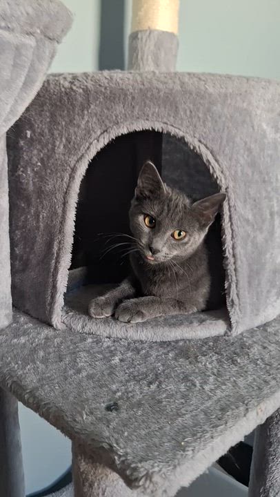 Enlarge Eva, a Adoptable Domestic Short Hair in BUTLER, PA video 6/6