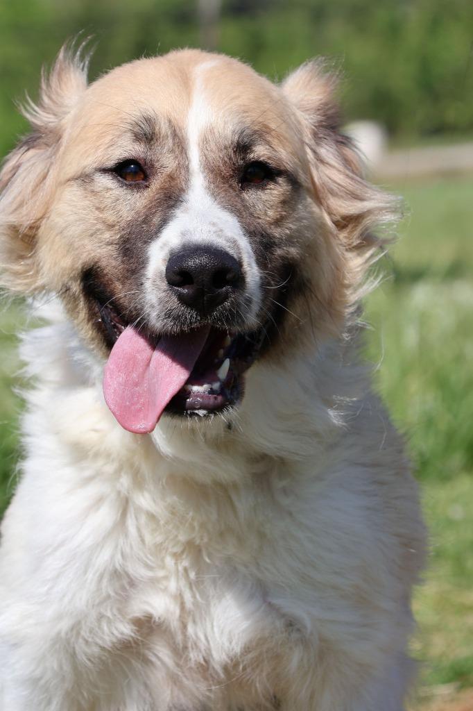 Enlarge Hanna, a Adoptable mixed breed in Columbia, TN image 1/4