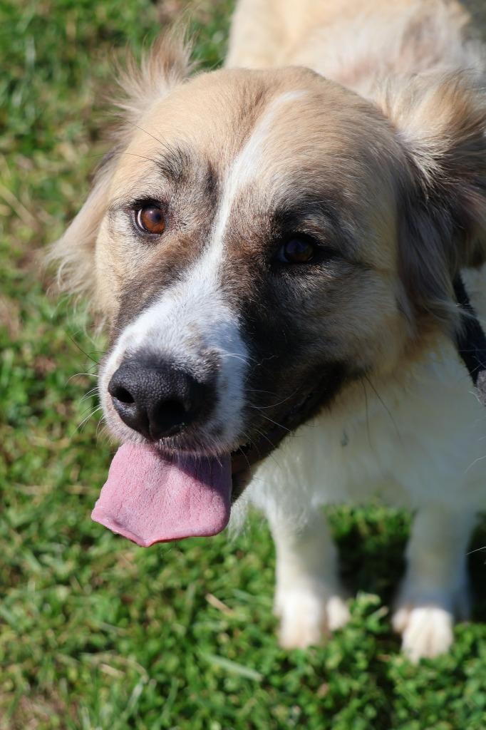 Enlarge Hanna, a Adoptable mixed breed in Columbia, TN image 2/4