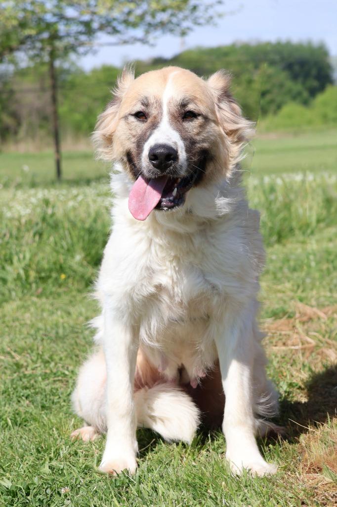 Enlarge Hanna, a Adoptable mixed breed in Columbia, TN image 3/4