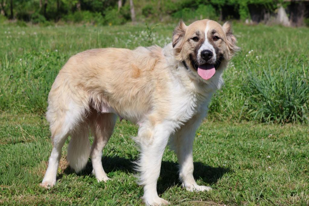 Enlarge Hanna, a Adoptable mixed breed in Columbia, TN image 4/4