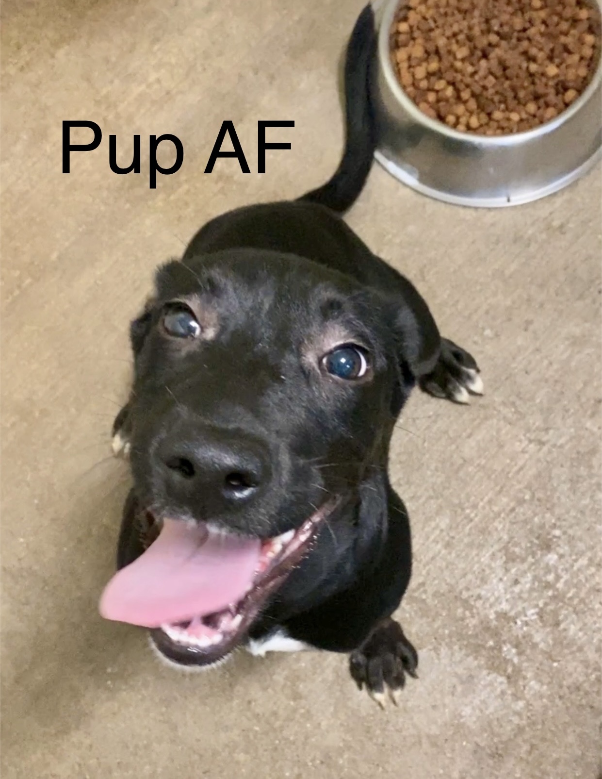 Dog for adoption Pup AF, a Labrador Retriever in Pomeroy, OH Petfinder