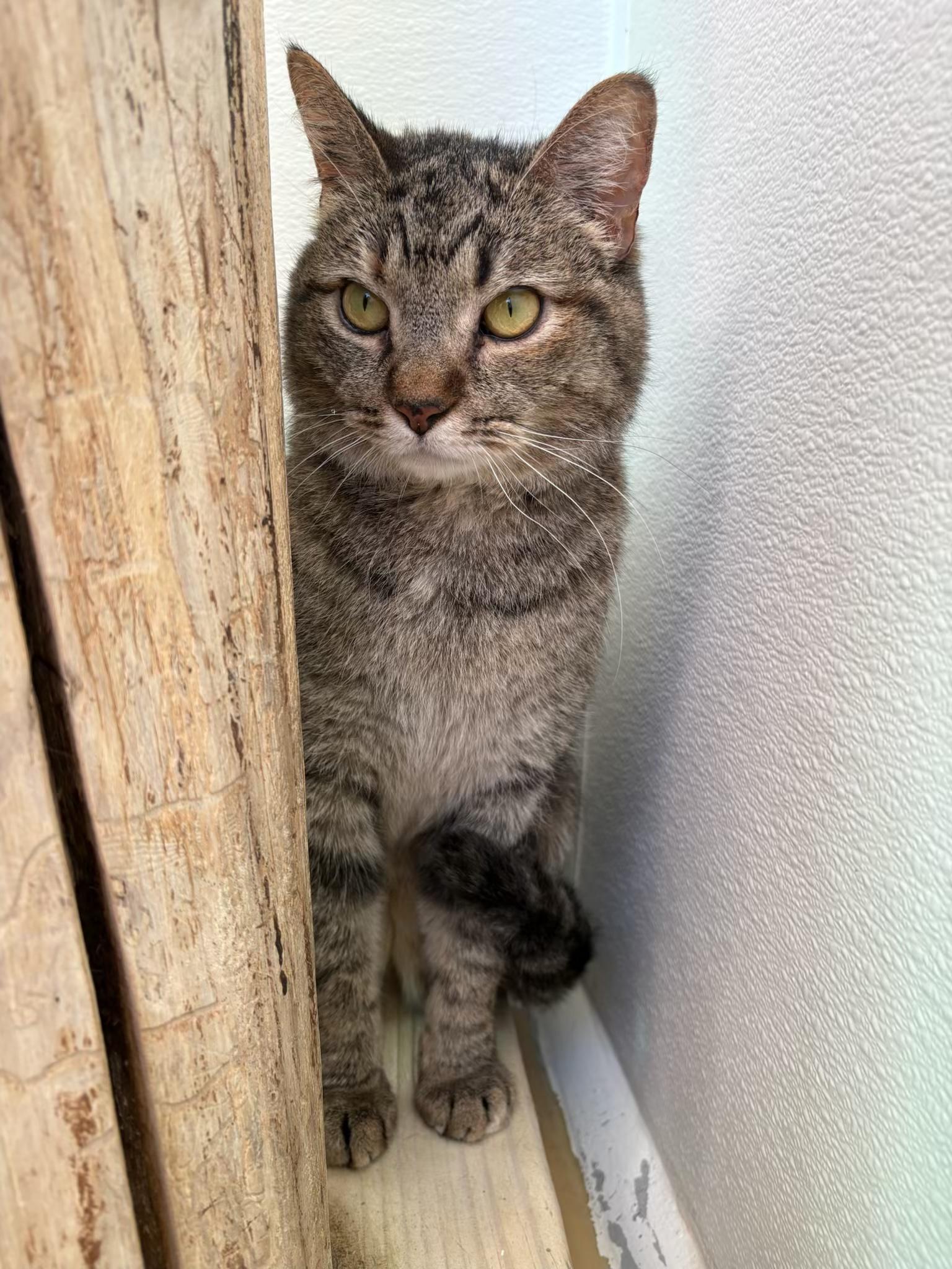 Enlarge Willow, a Adoptable Domestic Short Hair in Chicago, IL image 2/3