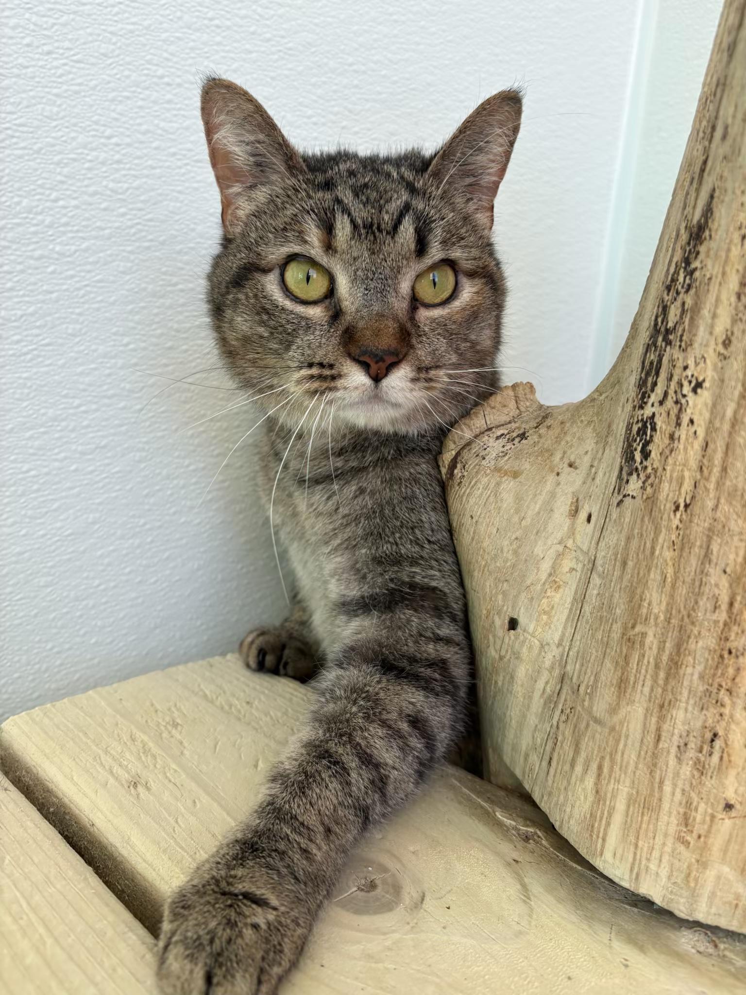 Enlarge Willow, a Adoptable Domestic Short Hair in Chicago, IL image 1/3