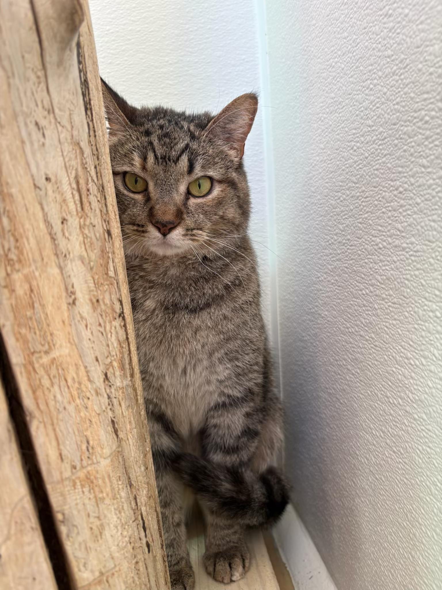 Enlarge Willow, a Adoptable Domestic Short Hair in Chicago, IL image 3/3