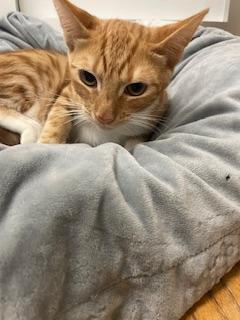 Maisey — thumbnail 2