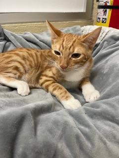 Maisey — thumbnail 3