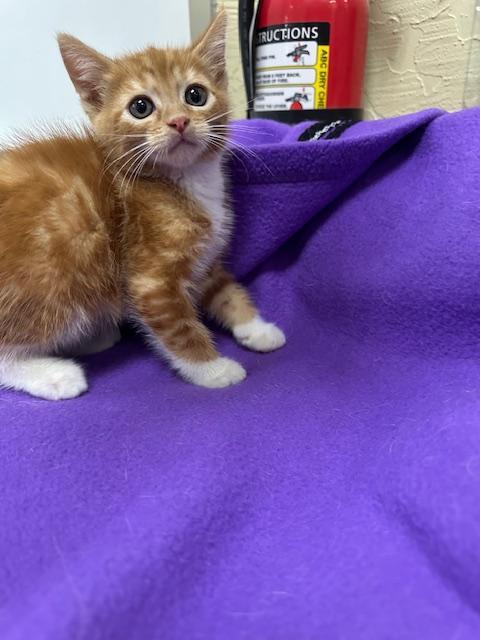 Maisey — thumbnail 4