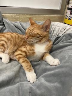 Maisey — thumbnail 5