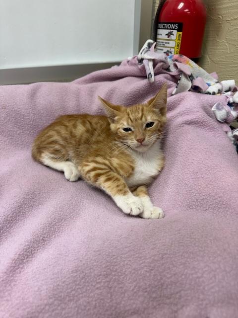 Maisey — thumbnail 6