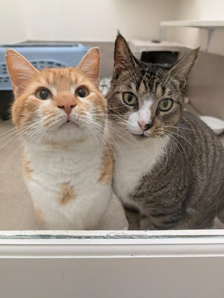 Sebastian, Adopted, Adult Male Domestic Short Hair.