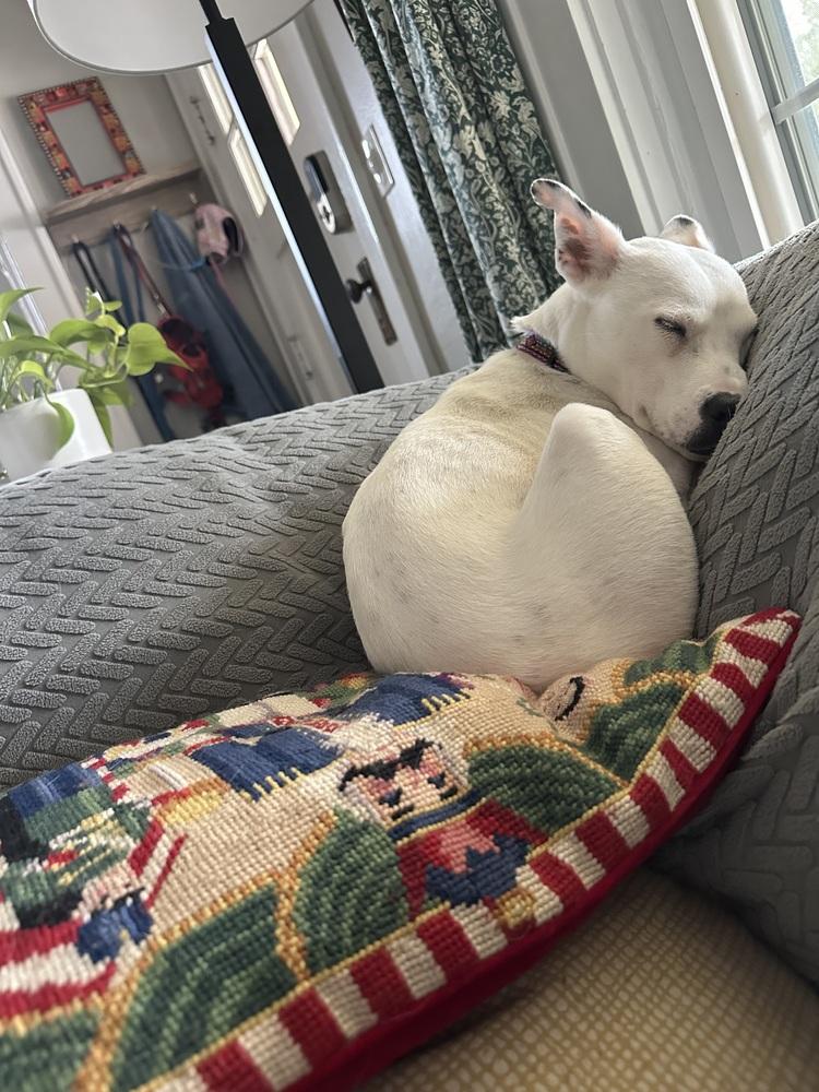 Enlarge Zoey (fka Kate) NEEDS FOSTER, a Adoptable mixed breed in Columbus, OH image 1/6