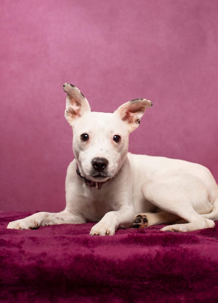 Enlarge Zoey (fka Kate) NEEDS FOSTER, a Adoptable mixed breed in Columbus, OH image 4/6