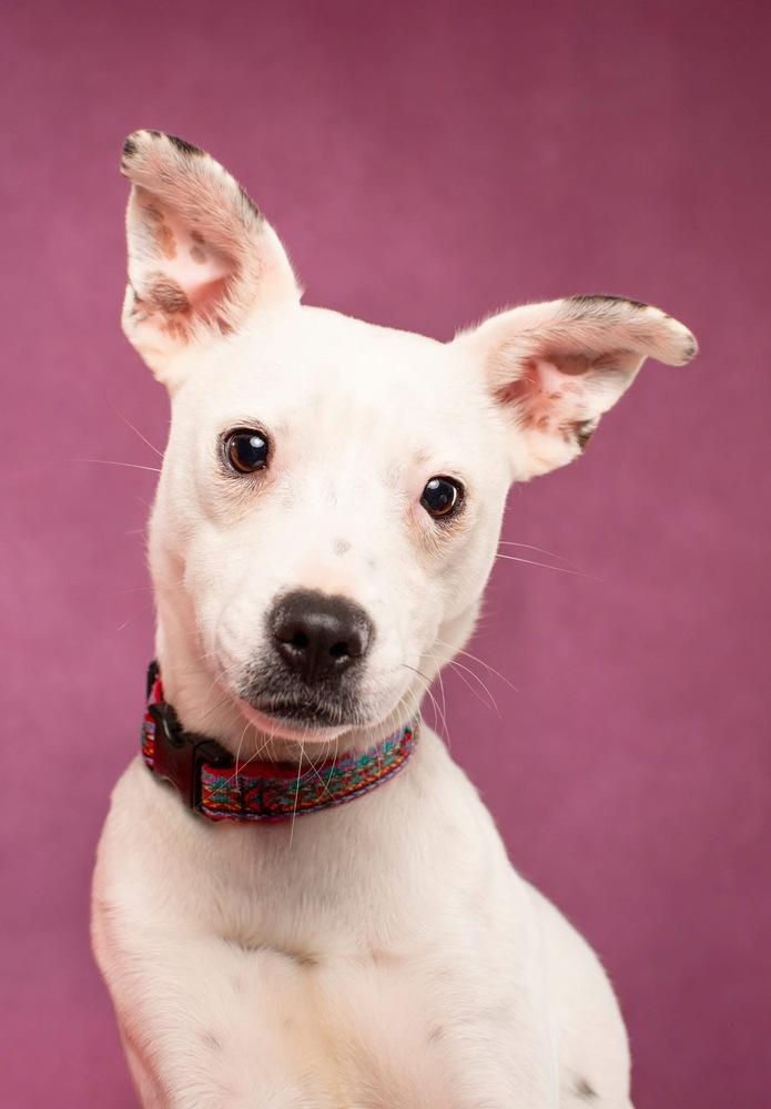 Enlarge Zoey (fka Kate) NEEDS FOSTER, a Adoptable mixed breed in Columbus, OH image 5/6