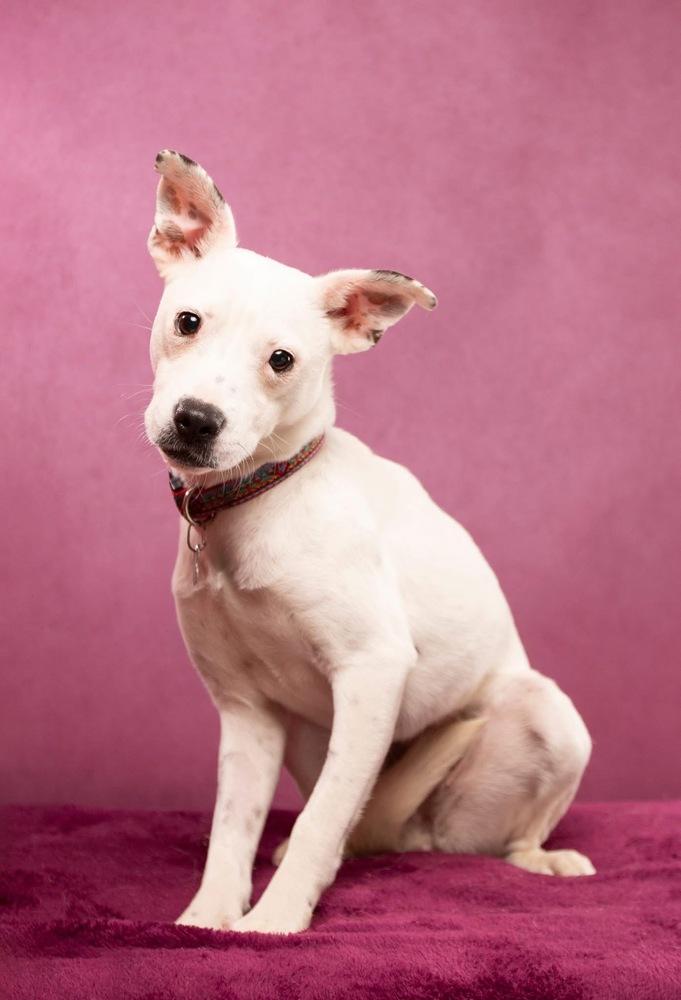 Enlarge Zoey (fka Kate) NEEDS FOSTER, a Adoptable mixed breed in Columbus, OH image 6/6