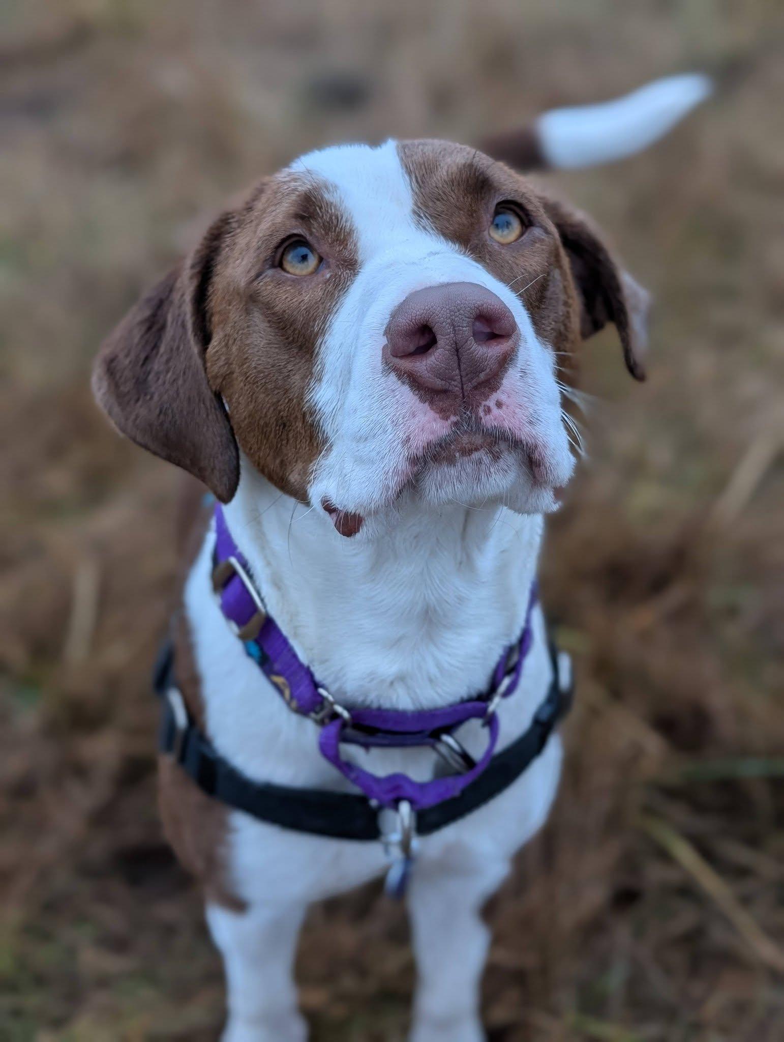 Enlarge Fiona, an adopted mixed breed in Bellingham, WA image 5/6