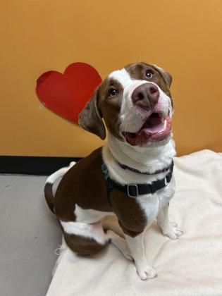 Fiona, an adoptable Mixed Breed in Bellingham, WA, 98226 | Photo Image 2