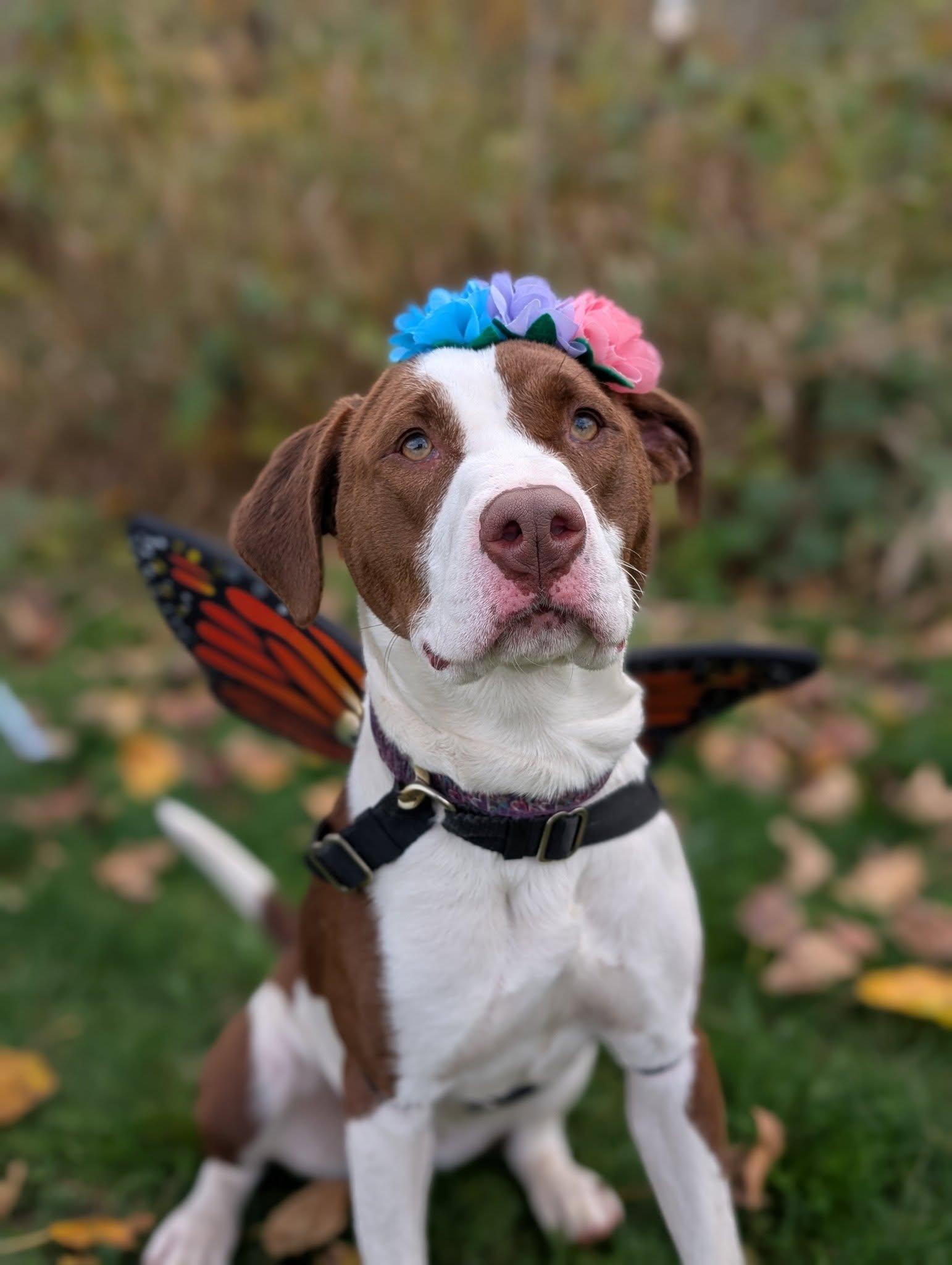Fiona, an adoptable Mixed Breed in Bellingham, WA, 98226 | Photo Image 1