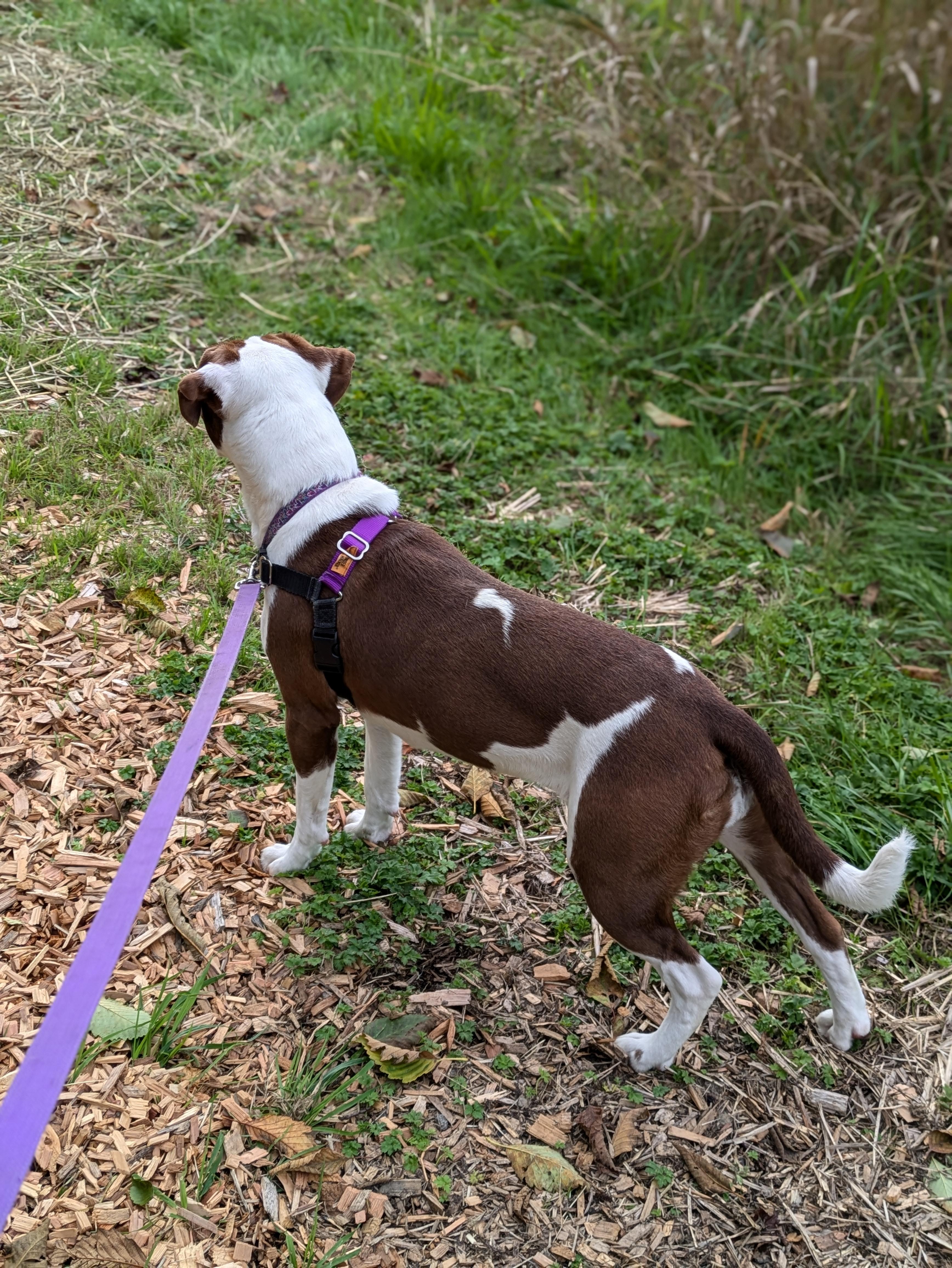 Fiona *In Foster Home*, a Adoptable mixed breed in Bellingham, WA image 3/6