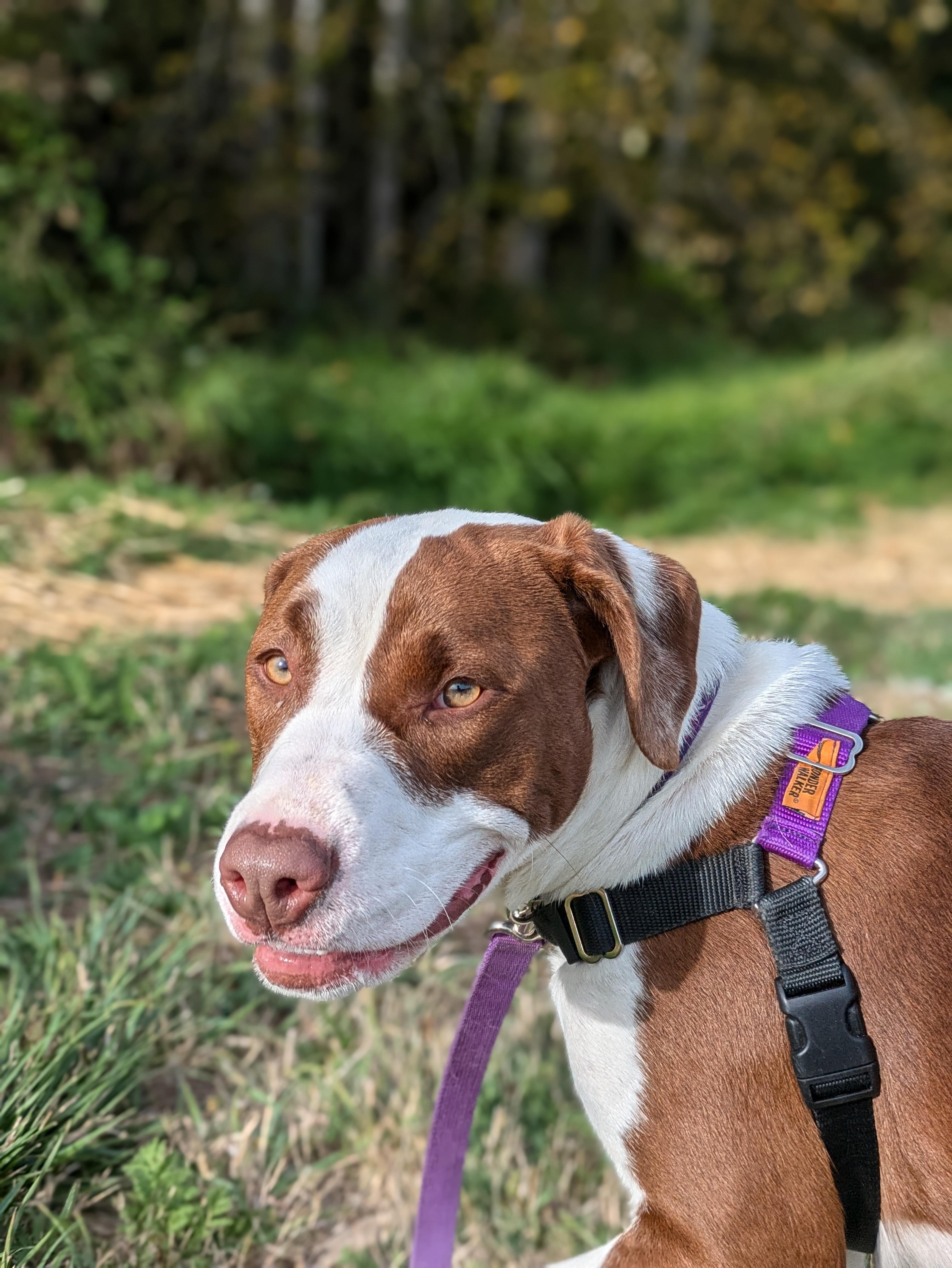 Fiona *In Foster Home*, a Adoptable mixed breed in Bellingham, WA image 4/6