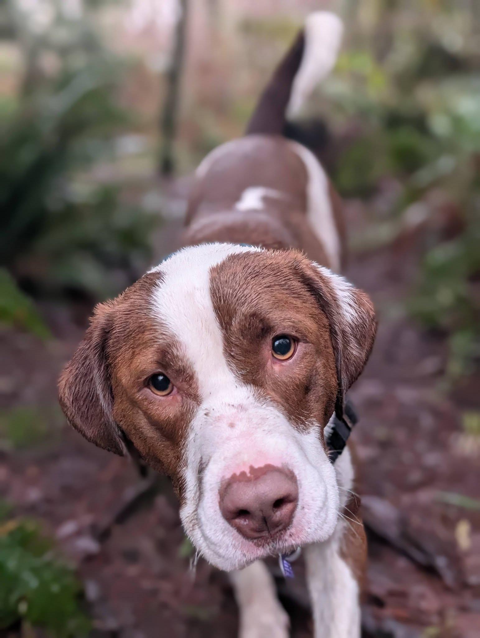 Enlarge Fiona, an adopted mixed breed in Bellingham, WA image 6/6