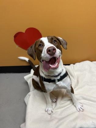 Fiona *In Foster Home*, a Adoptable mixed breed in Bellingham, WA image 6/6