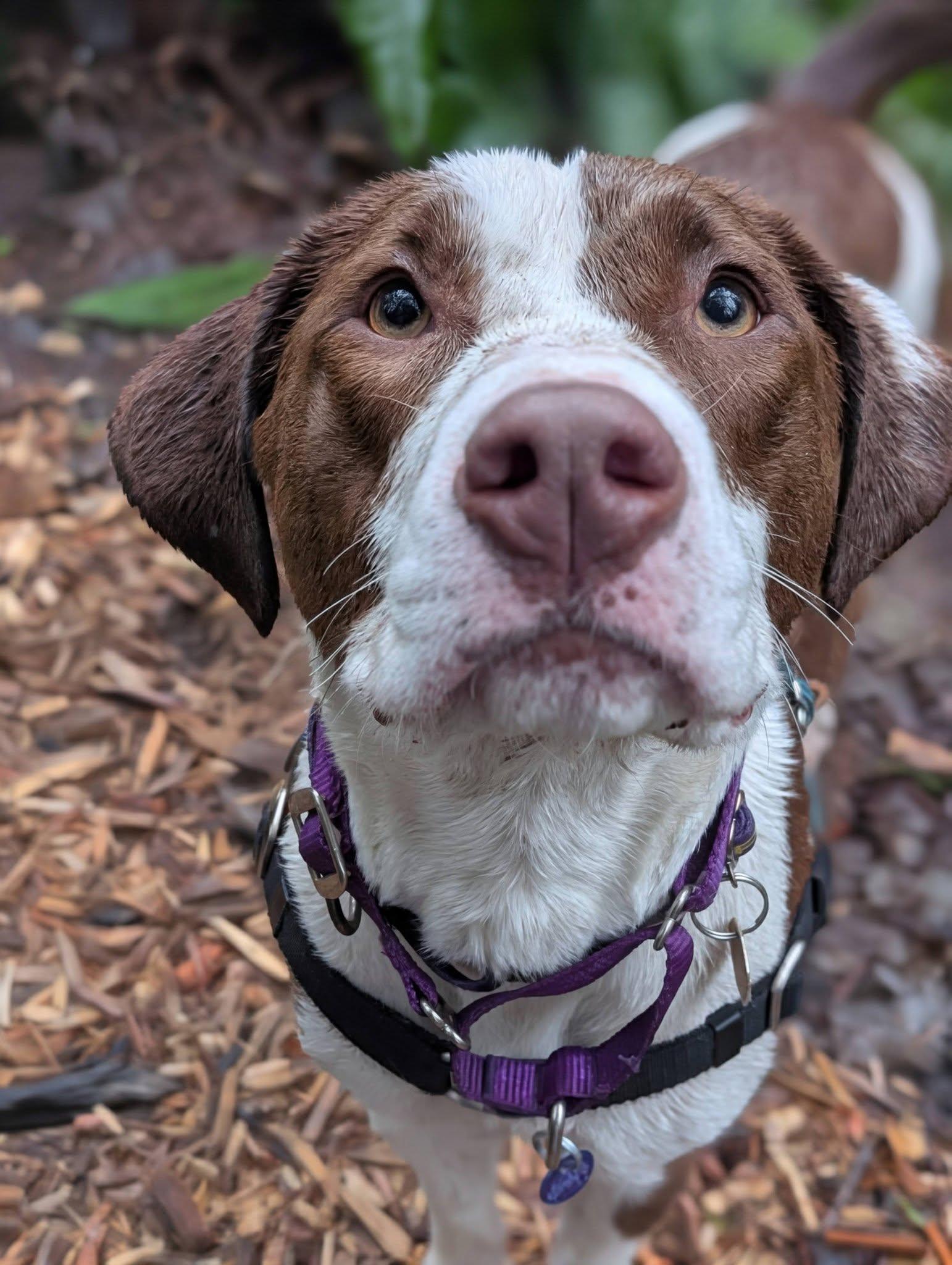 Enlarge Fiona, an adopted mixed breed in Bellingham, WA image 4/6