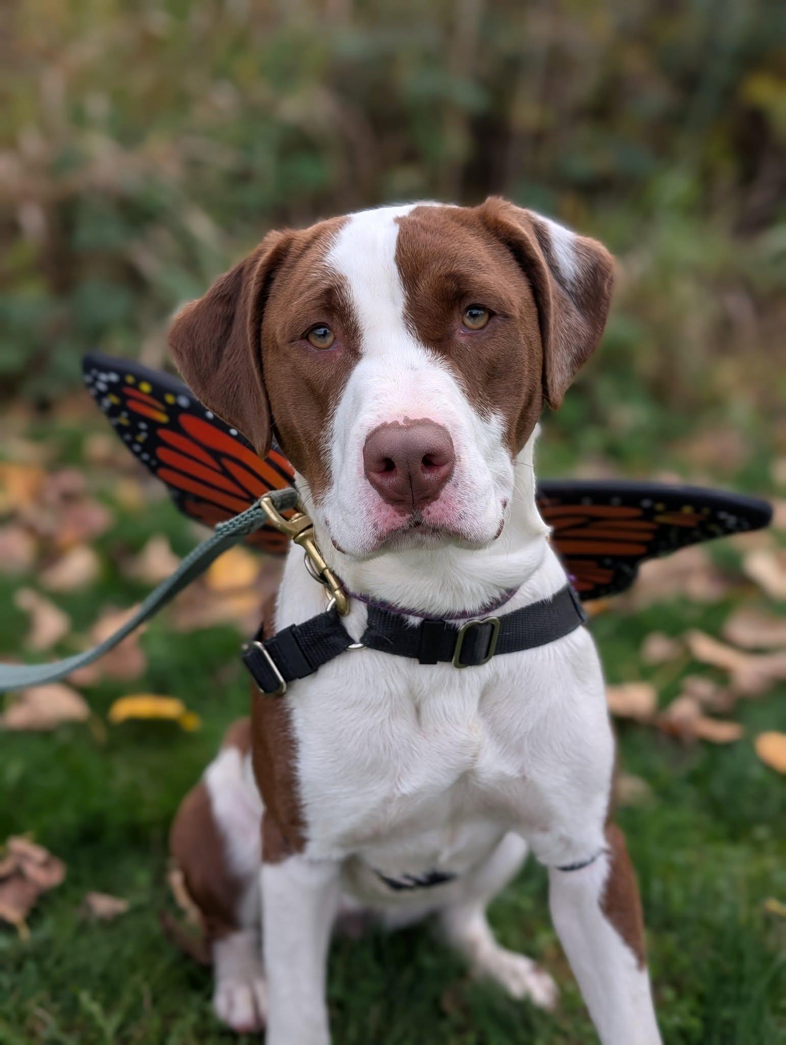 Fiona, an adoptable Mixed Breed in Bellingham, WA, 98226 | Photo Image 6