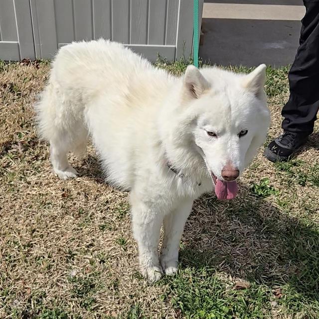 ONYX, Adoptable, Young Male Husky.