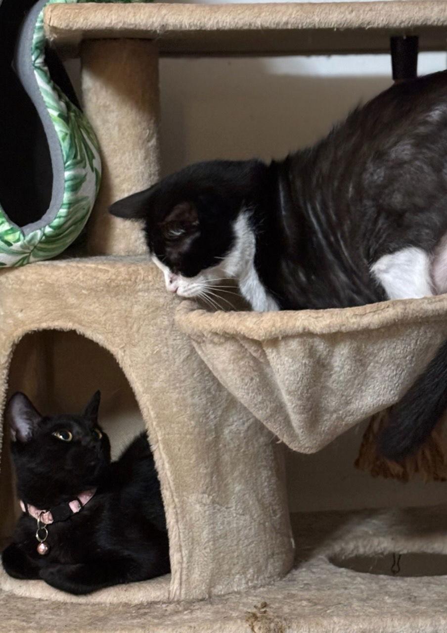 Enlarge Ariel, a Adoptable Domestic Short Hair in Oviedo, FL image 1/3