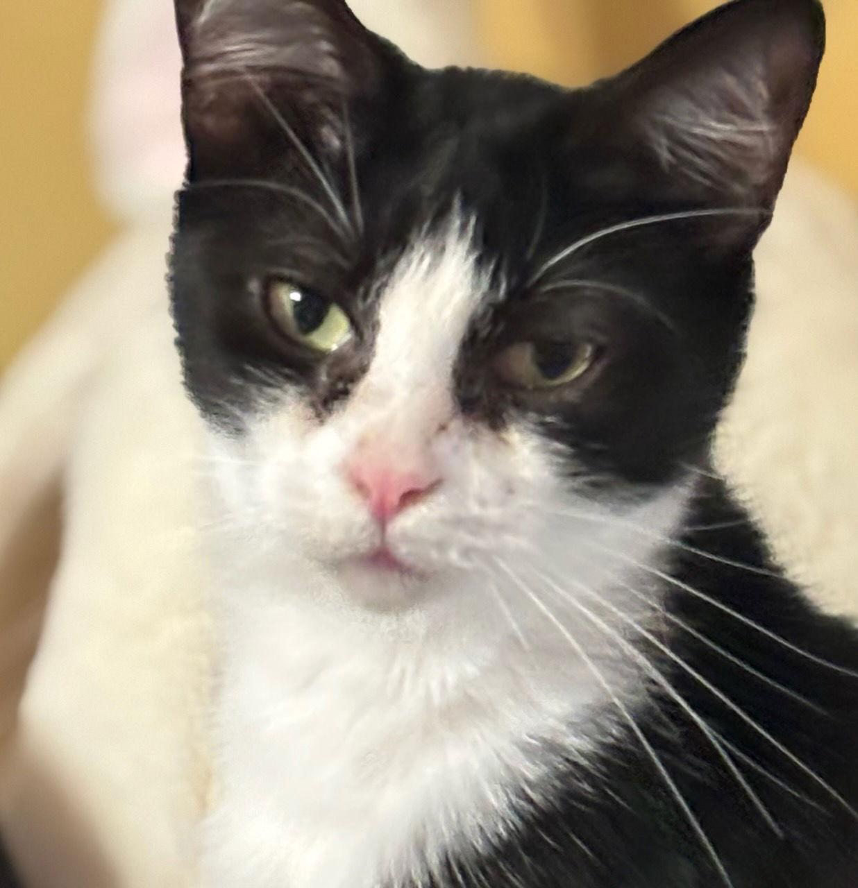 Ariel, Adoptable, Adult Female Domestic Short Hair.